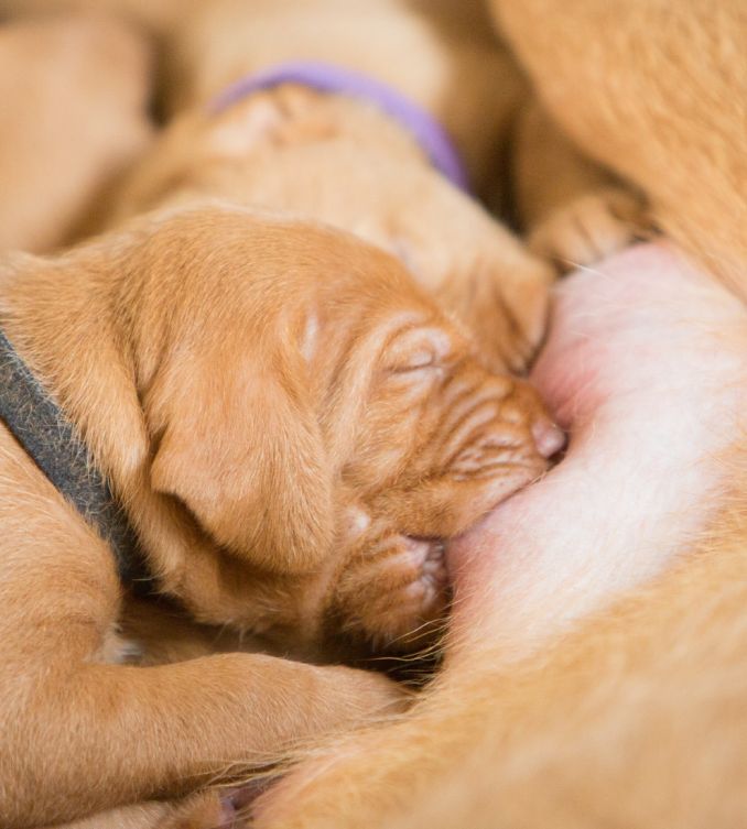 puppy drinkt bij moeder, ras Vizsla draadhaar