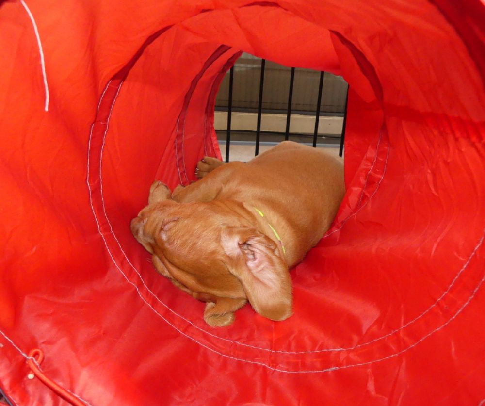 Puppy Vizsla draadhaar slaapt in speeltunnel