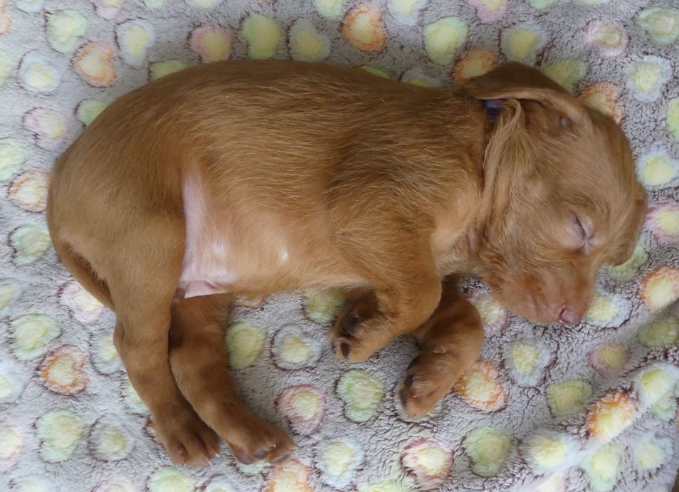 Puppy Vizsla draadhaar slaapt op deken