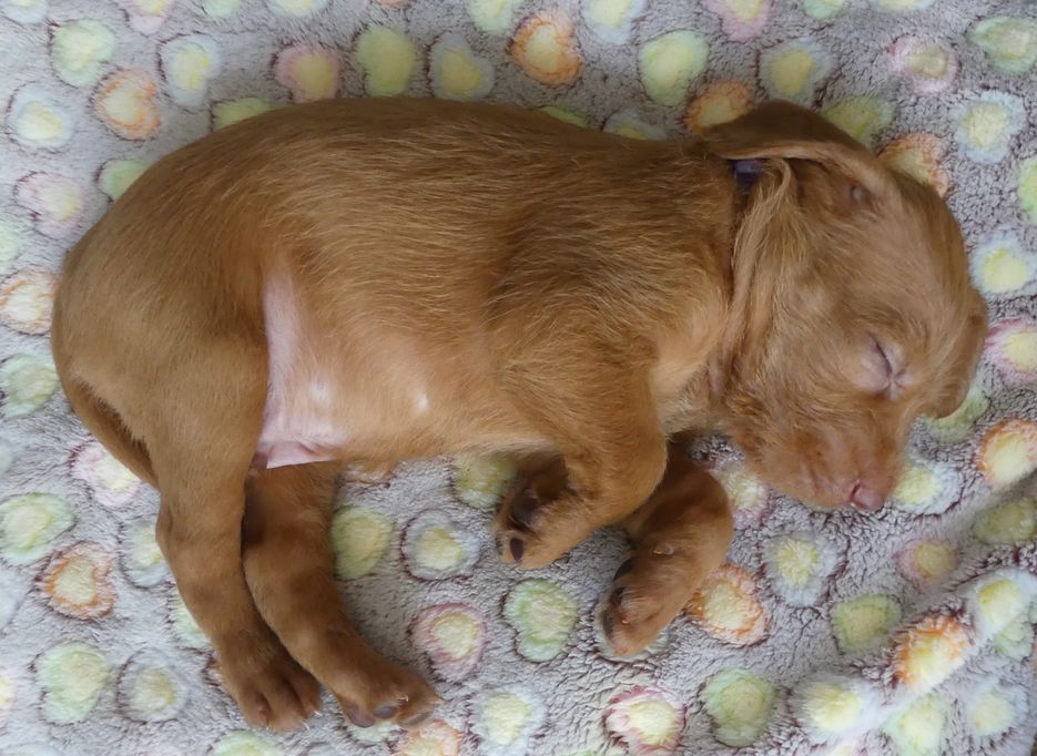 Jong puppy slaapt op dekentje, ras Vizsla draadhaar