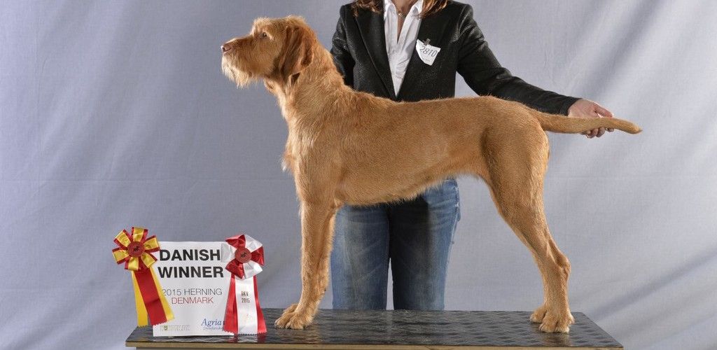 Hond Jerka staand, kampioen show in Denemarken hondenras Vizsla draadhaar