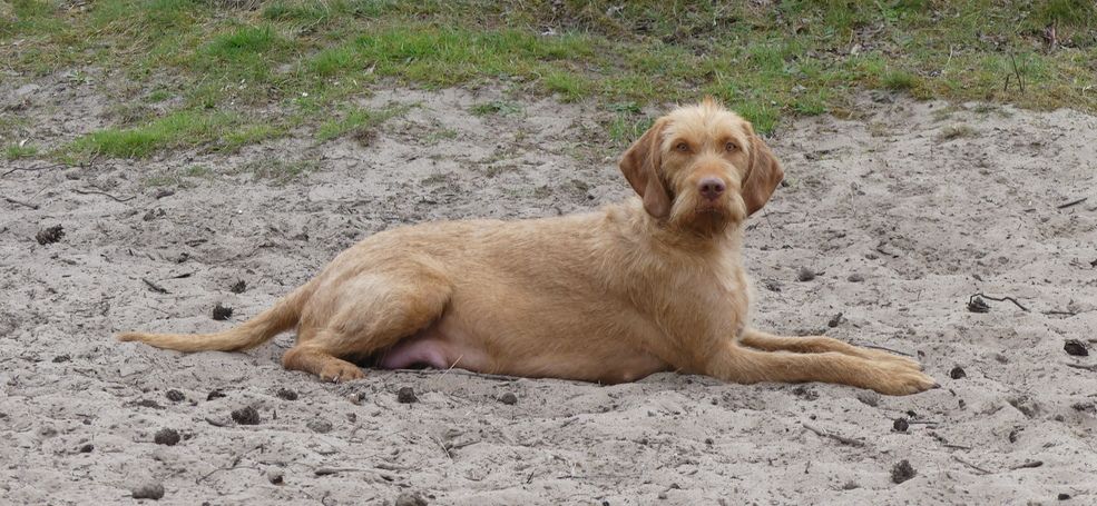 Drachtige hond Tunde liggend op zandgrond, Vizsla draadhaar van Regghe Valley in Nijverdal