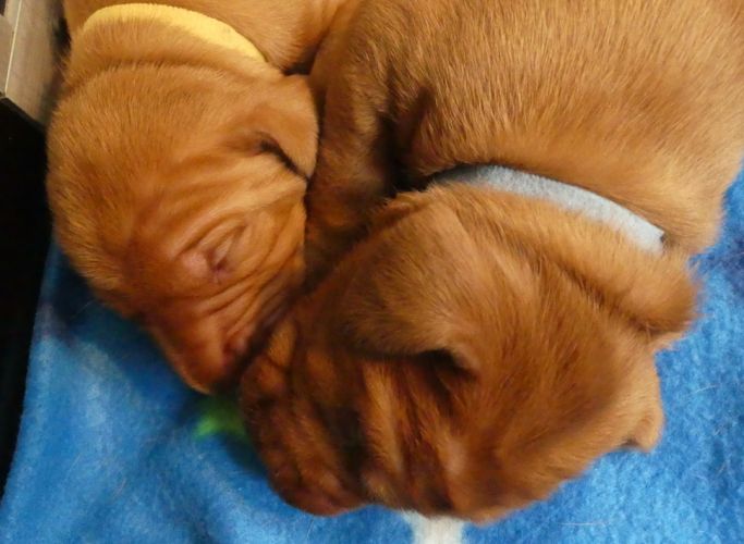 2 jonge pups slapend bijelkaar