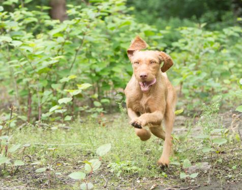 Hond rennend buiten, vooraanzicht, hondenras de Vizsla draadhaar, Hongaarse jachthond