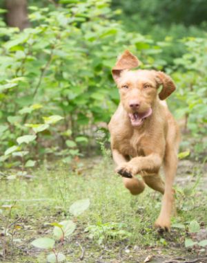 hond buiten rennend, vooraanzicht, ras Vizsla draadhaar, Hongaarse jachthond