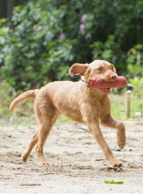 Hond Tunde rent buiten met een speeltje in zijn bek, hondenras de Vizsla draadhaar