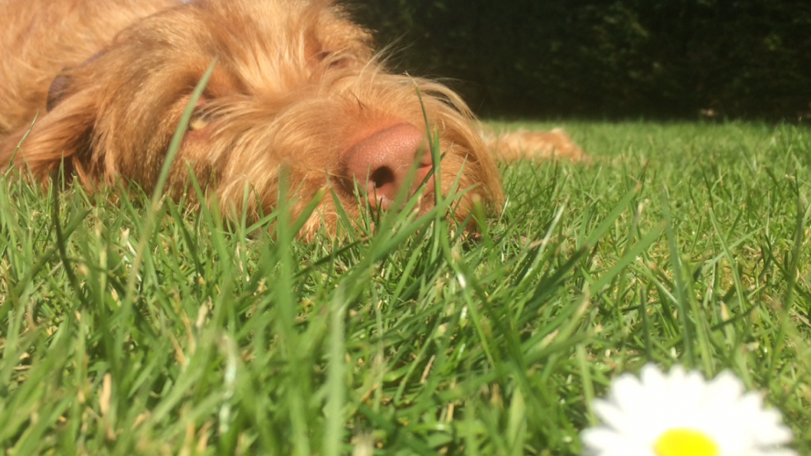 Vizsla draadhaar hondenkop liggend in het gras