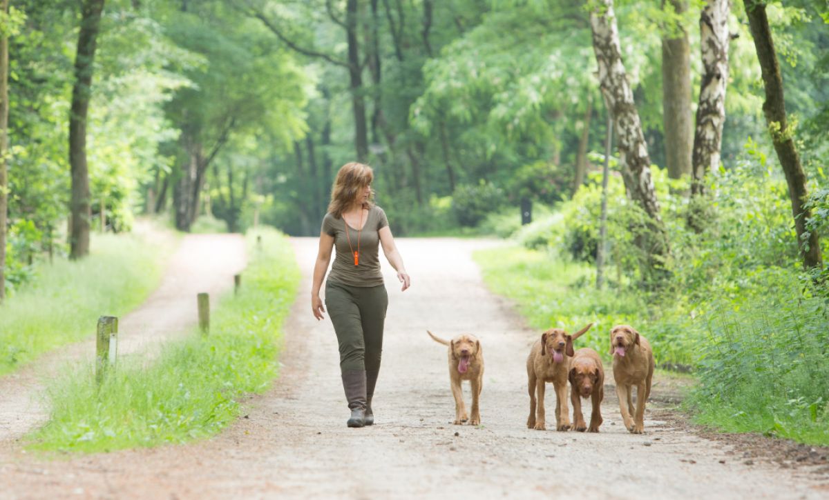 Odette wandelt met 4 honden draadhaar Vizsla in het bos