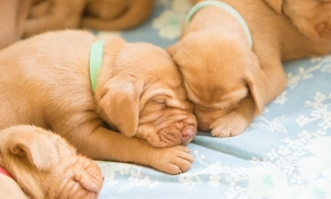 Hongaarse jachthond Vizsla jonge pups slapen bij elkaar