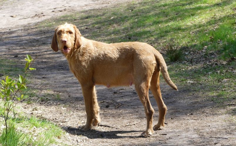 Vizsla draadhaar hond Jerka 7 weken drachtig buiten staand op het bospad