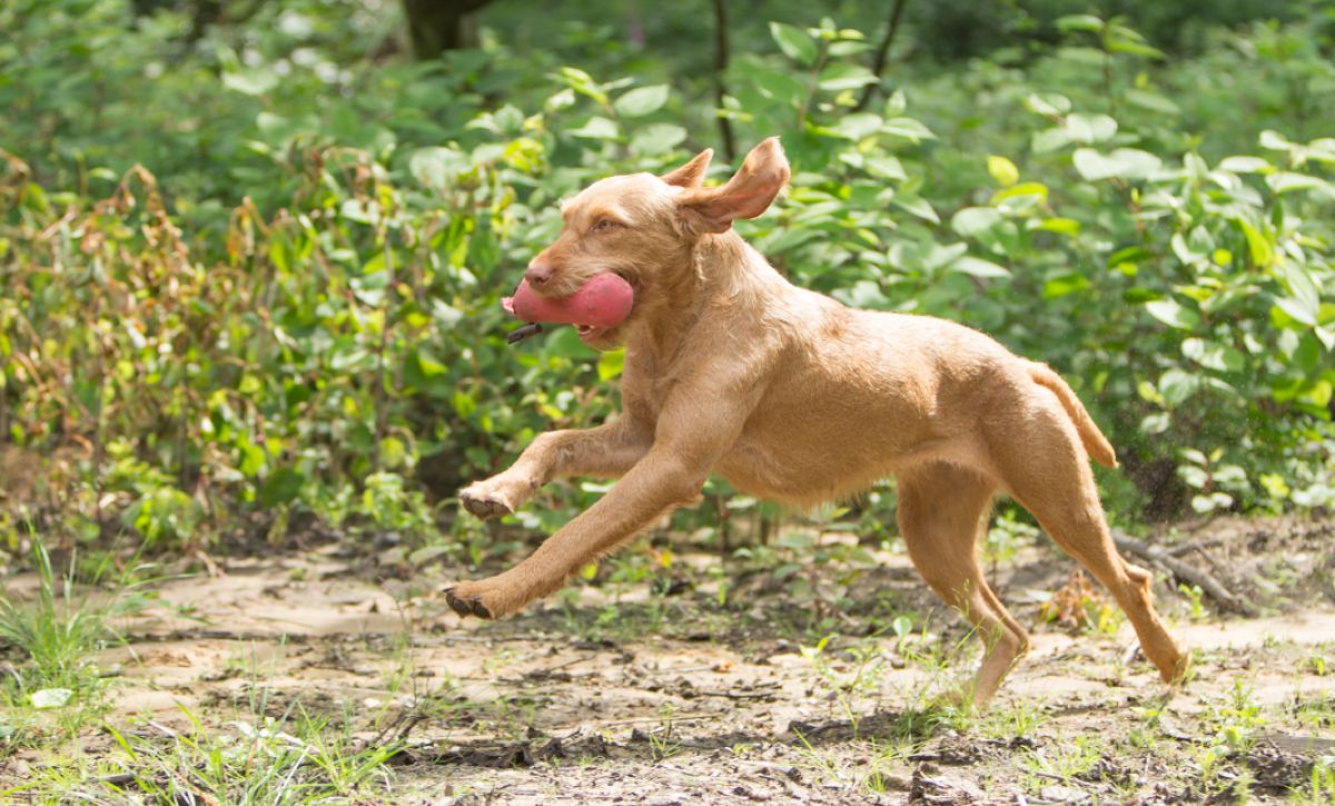 Hongaarse jachthond De Vizsla jacht rent met hondenspeeltje buiten in de natuur