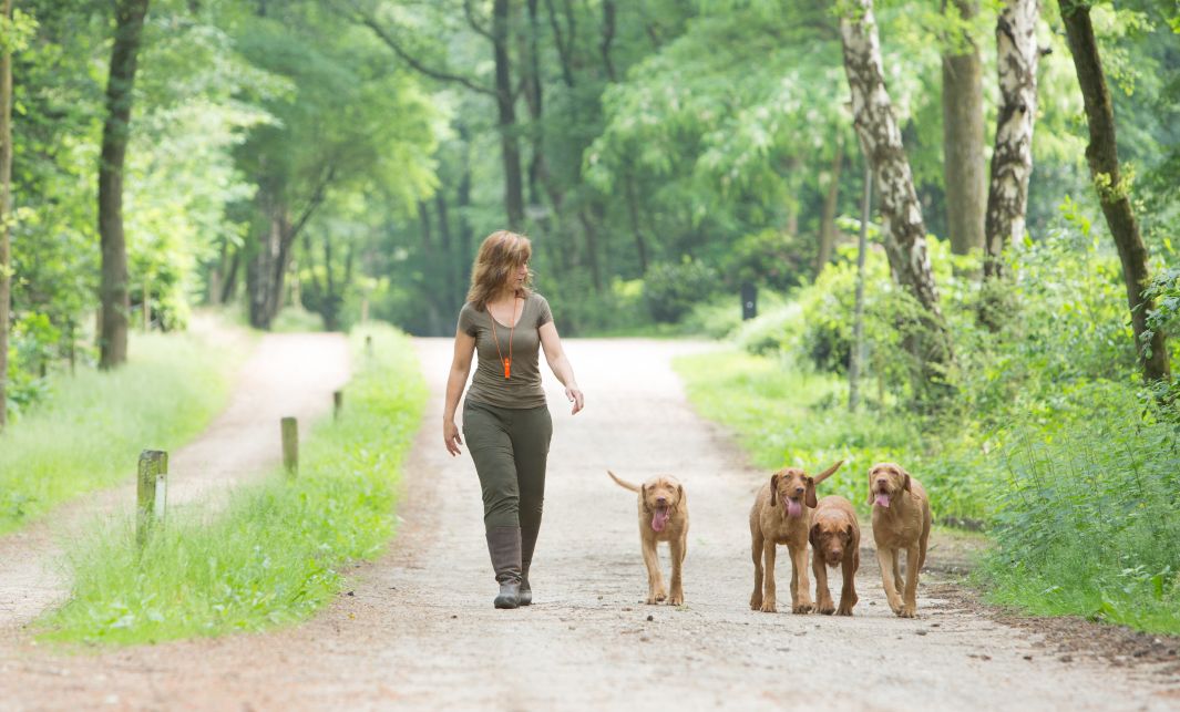 Odette, eigenaar van Regghe Valley uit Nijverdal, wandelt met haar 4 honden draadhaar Vizsla in het bos