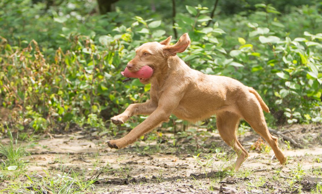 Hond draadhaar Vizsla rennend met speeltje in de bek