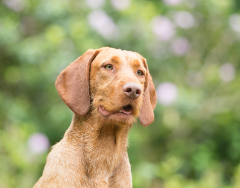 Kop van hond, hondenras de Vizsla draadhaar, Hongaarse jachthond