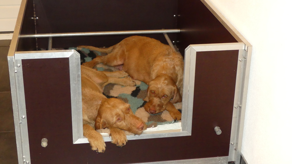 Drachtige honden Vizsla draadhaar liggend op een deken in het hondenhok