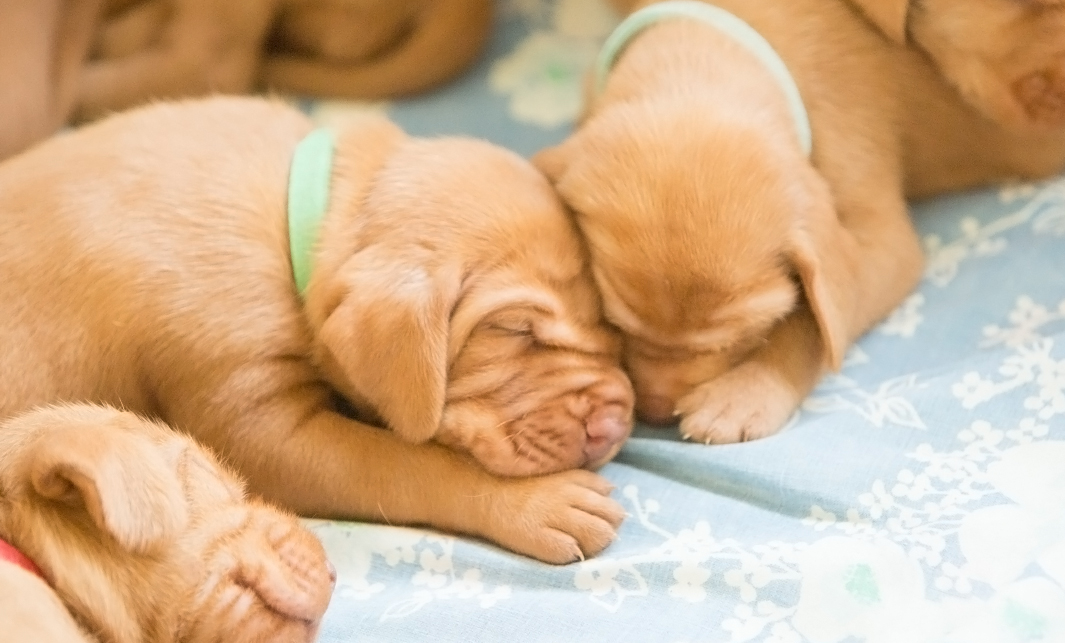 Hongaarse jachthond Vizsla jonge pups slapen bij elkaar