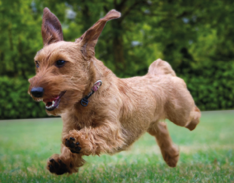Hond rennend buiten, vooraanzicht, hondenras de Teckel kaninchen, jachthond