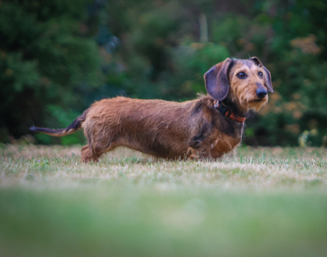 Staande ruwharige teckel hond buiten, hondenras dwergteckel kaninchen ruwharig