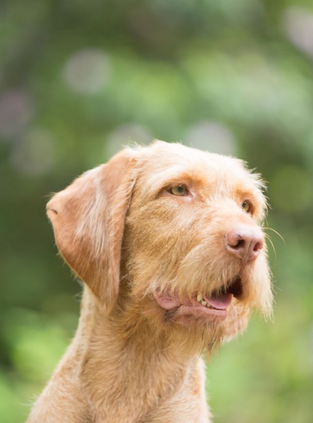 Kop van hond Jerka, teef Vizsla draadhaar
