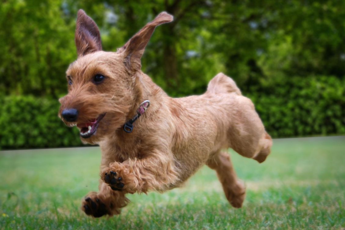 Hondenkop Stientje, teef, ras teckel kaninchen, jachthond