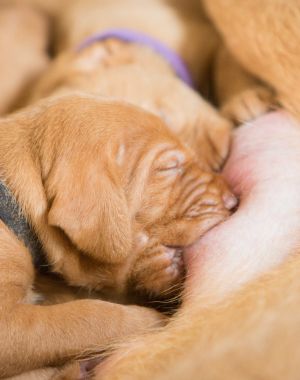Pups Vizsla draadhaar drinkend bij moeder