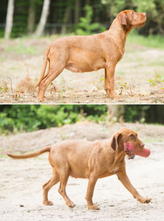 Drachtige hond Juhar staand buiten en lopend met speeltje in de bek, hondenras Vizsla draadhaar