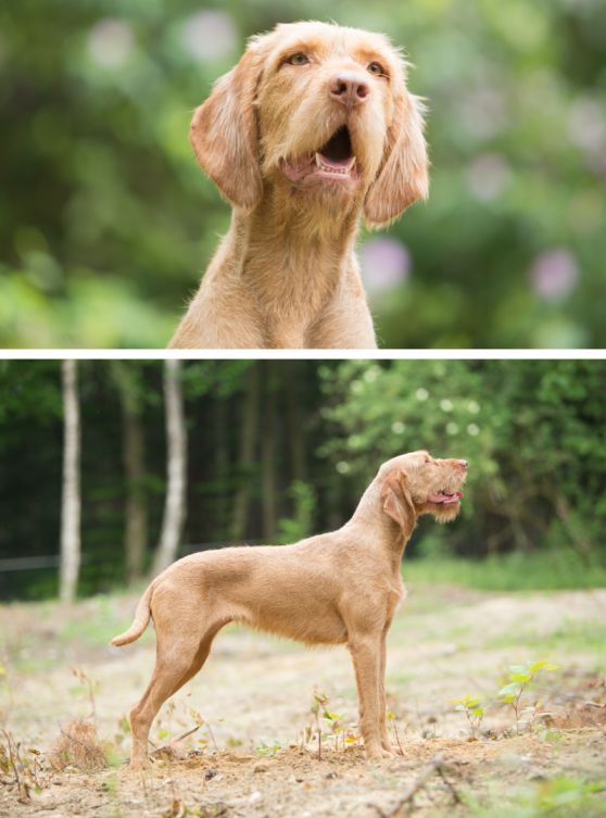 Hoofd van hond en staande hond de Vizsla draadhaar Jerka