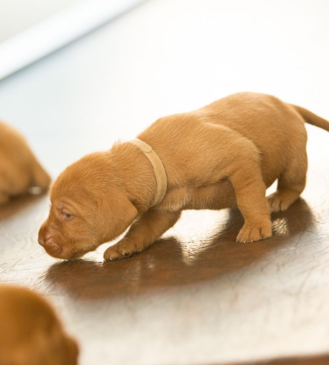 puppy, ras Vizsla draadhaar