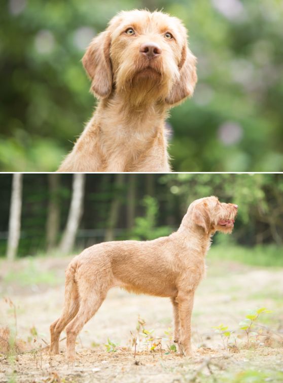 Hondenkop teef Tunde en staand, hondenras Vizsla draadhaar