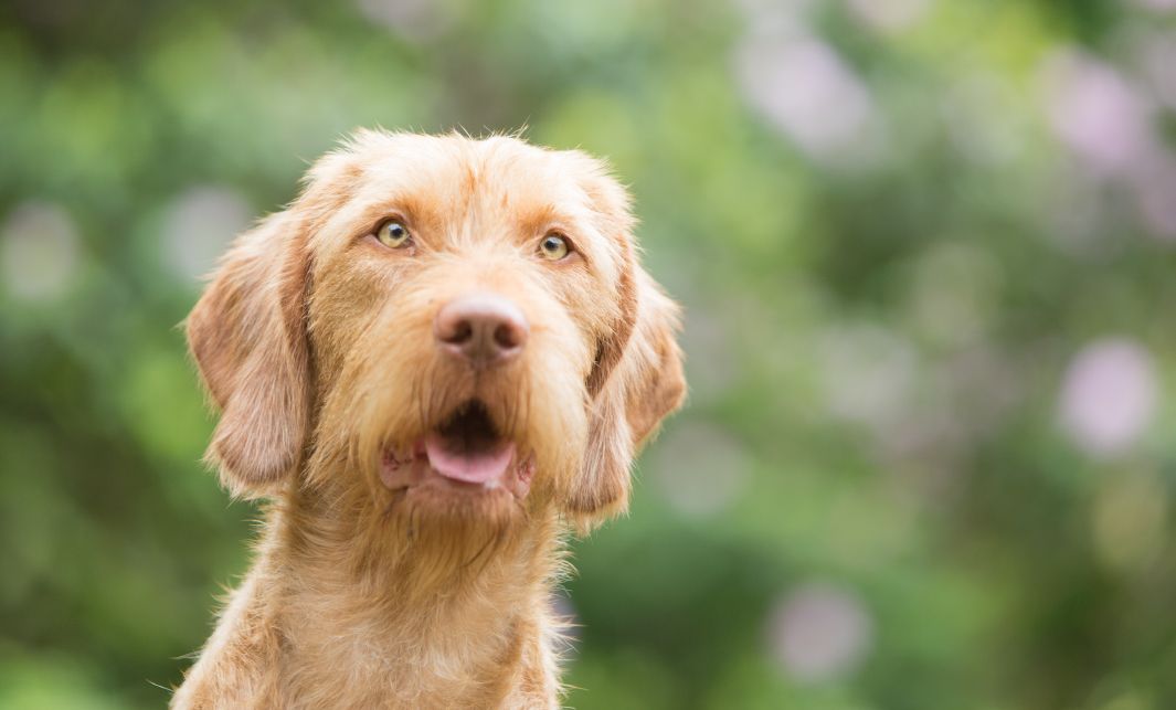 Hoofd van Hongaarse jachthond De Vizsla