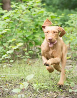 hond buiten rennend, vooraanzicht, ras Vizsla draadhaar, Hongaarse jachthond