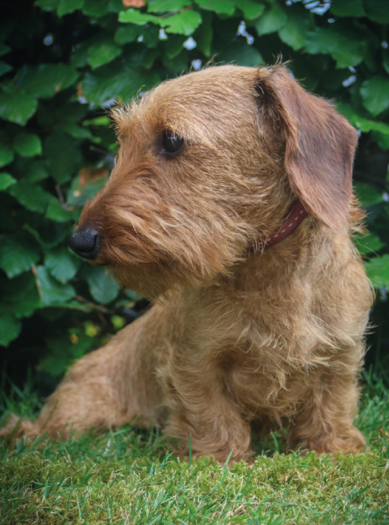 Hondenkop Stientje, teef, ras teckel kaninchen, jachthond