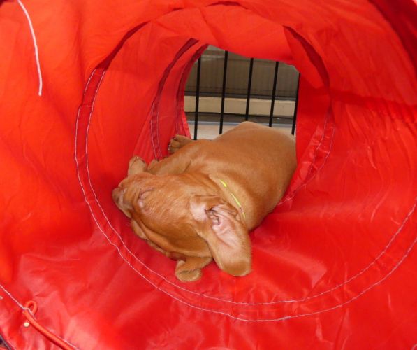 Puppy Vizsla draadhaar ligt te slapen in speeltunnel