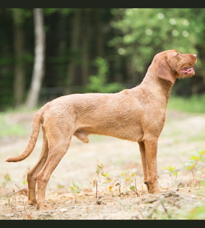 reu staand buiten, ras Vizsla draadhaar