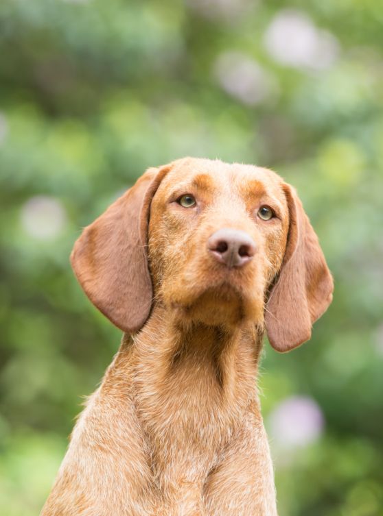 Hondenkop Kimo, reu, ras Vizsla draadhaar, Hongaarse jachthond