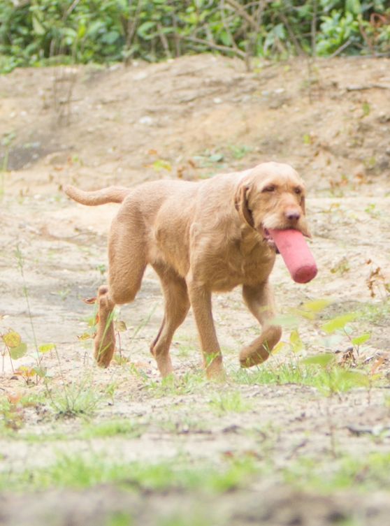 Hond Jerka loopt buiten met hondenspeeltje in de bek, ras Vizsla draadhaar