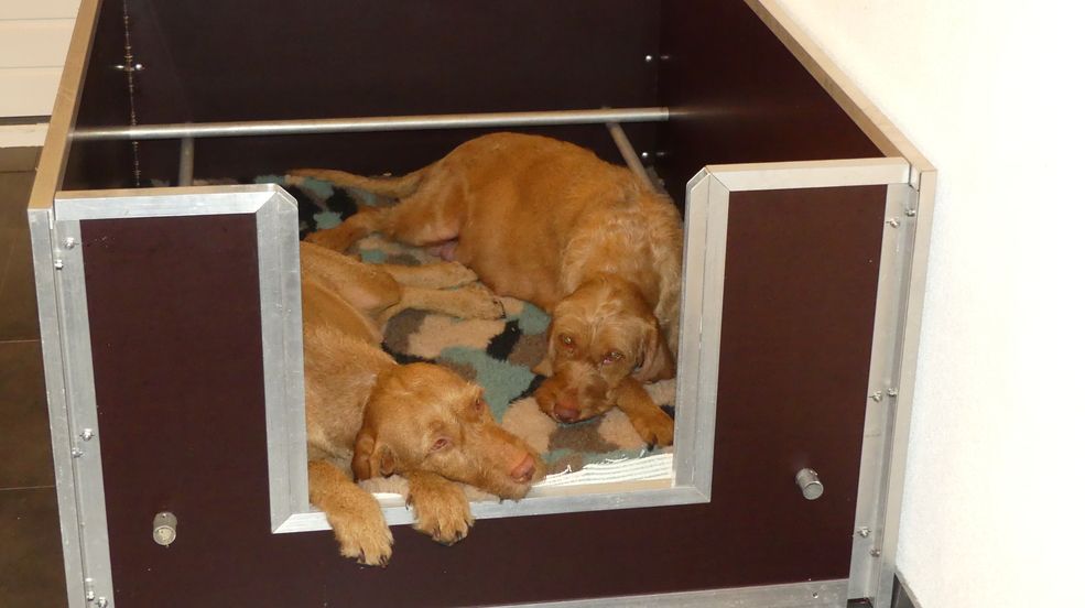 Drachtige honden Vizsla draadhaar liggend op een deken in het hondenhok