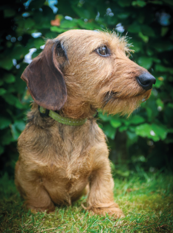 Hondenkop Sjors, teef, ras teckel kaninchen, jachthond