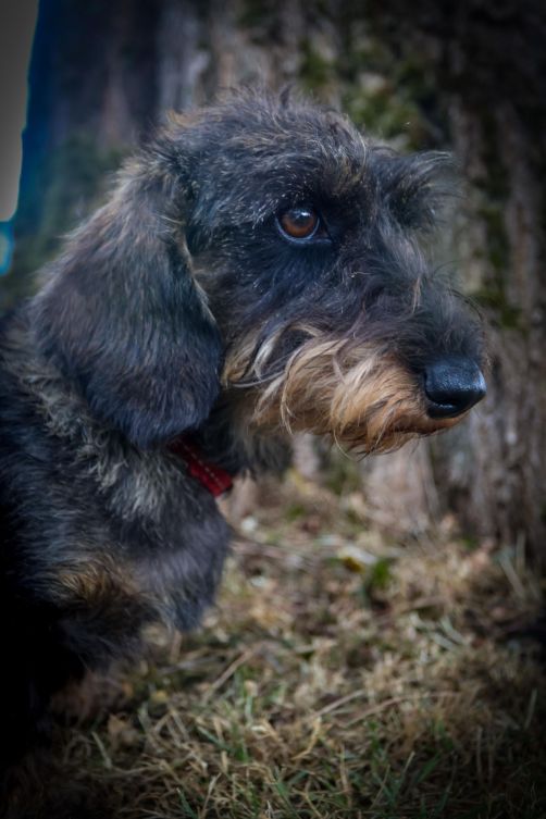 Hondenkop Otje, teef, ras teckel kaninchen, jachthond
