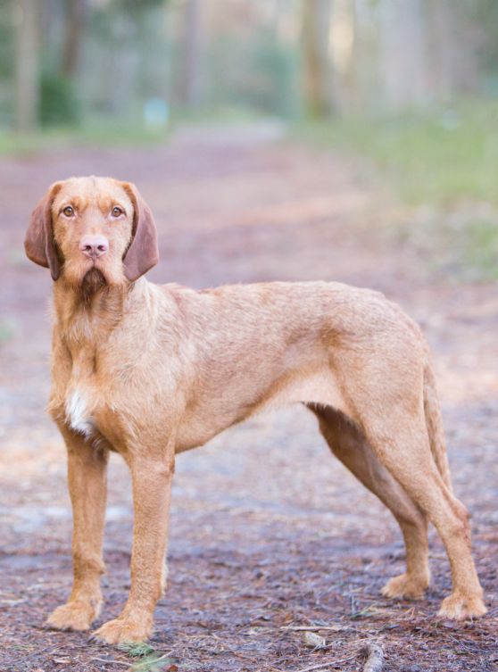 Hond Juhar staand buiten op een bospad, ras Vizsla draadhaar