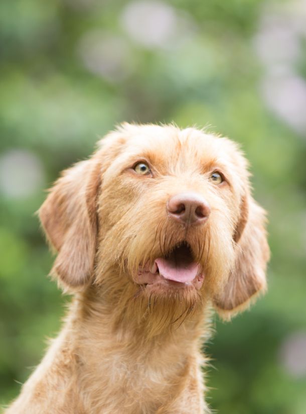 Kop van hond Tunde, teef Vizsla draadhaar