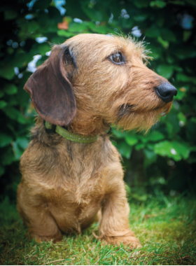 Teckel - Regghevalley