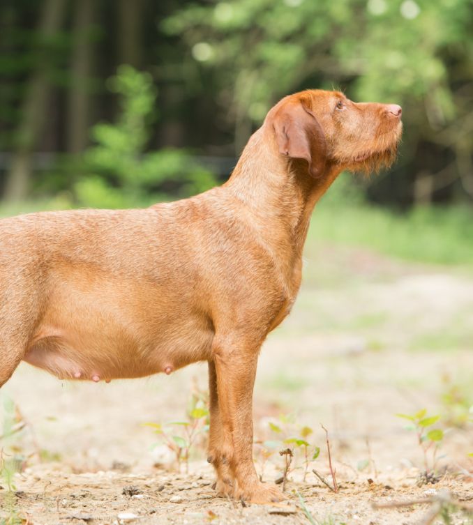 drachtige hond staand, ras Vizsla draadhaar