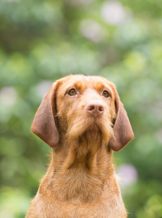 Hondenkop Juhar, ras Vizsla draadhaar van Regghe Valley in Nijverdal