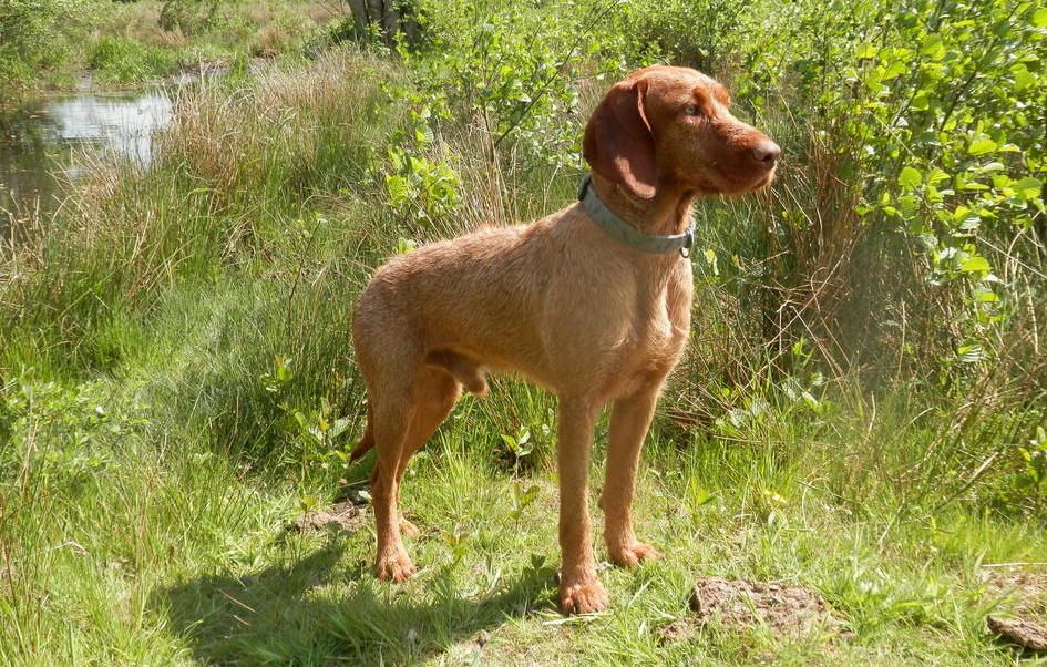 Hond reu Kimo buiten staand in het gras, hondenras Vizsla draadhaar
