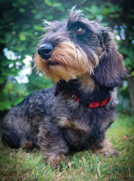 Hondenkop Otje, teef, ras teckel kaninchen, jachthond