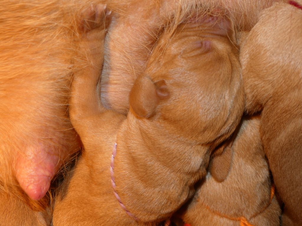 Jonge puppy's Vizsla draadhaar drinkend bij hun moeder