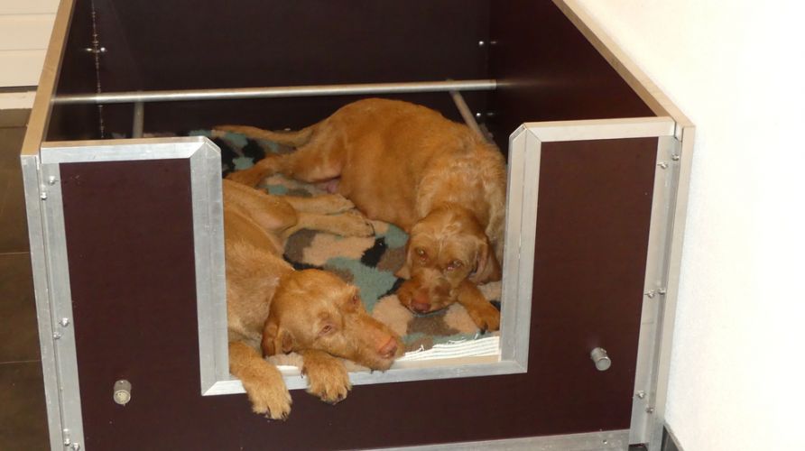 Drachtige honden Vizsla draadhaar liggend op een deken in het hondenhok