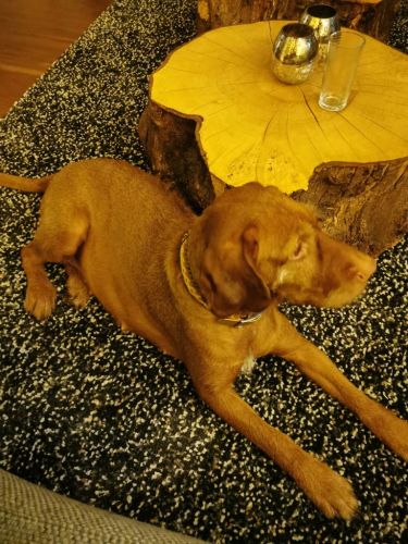 Hond Juhar liggend, ras Vizsla draadhaar